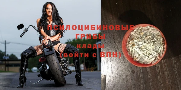 сатива Новокубанск
